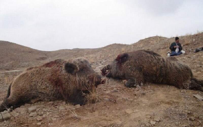 گرانی گوشت، مردم ایران را گُرازخوار کرده است! گرانی گوشت، مردم ایران را گُرازخوار کرده است!