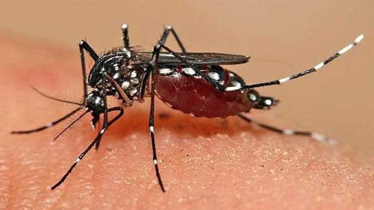 پشه آئدس، 40 شهر ایران را آلوده کرد