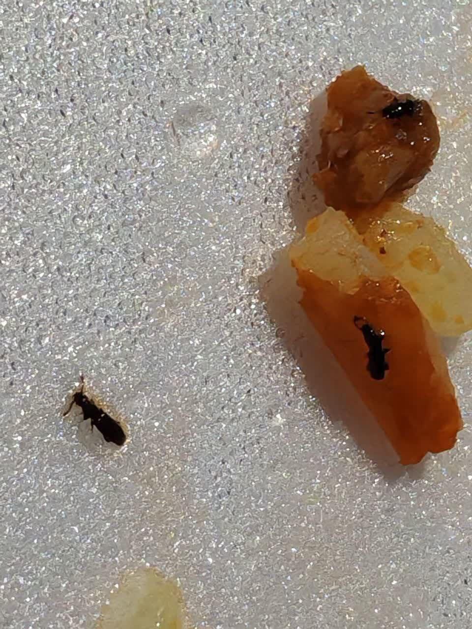 غذای سلف دانشگاه‌های کشور